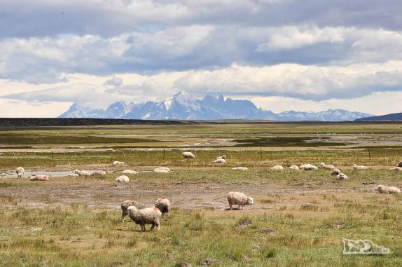 Ainda na Argentina, jé é possível ver, atrás das ovelhas, o maciço de montanhas do Torres del Paine, no Chile